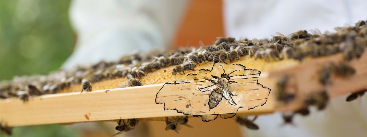 Die Welt der Bienen entdecken